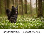 Small photo of Black sheep dog in the park