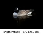 A Canadian Goose And It S...