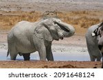Namib elephant having fun covering its self with mud to protect from bugs and the sun. protective layer. Etosha Salt pans in Namibia