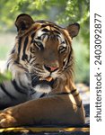 Small photo of Beautiful Bengal Tiger lazing around looking alert with beautiful abstract patterns on its pelt