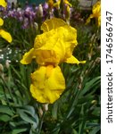 Beautiful Spring Iris "german...