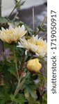 Small photo of Aster is a genus of perennial flowering plants in the family Asteraceae. Its circumscription has been narrowed, and it now encompasses around 180 species