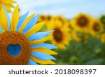 Sunflower with blue heart shaped center, yellow and blue petals. National flag colors. Love Ukraine concept. Independence day of Ukraine flag day constitution day