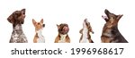 Small photo of Setter, beagle, boxer and shepherd. Collage of 5 cute dogs different breeds posing isolated over white studio background. Concept of motion, action, pets love, animal life. Look happy, delighted.