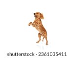 Cute, adorable, purebred dog, English cocker spaniel standing on hind legs and playing isolated on white background. Concept of domestic animals, pet care, vet, action and motion. Copy space for ad