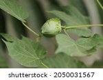 Small photo of Organic Hybrid Improved new variety of cotton on cotton crop fruits or boll growing on cotton plant in the cotton field india with blur background of cottons flowers or cottons leaves on the twig