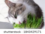Cute Cat Eating Healthy Grass