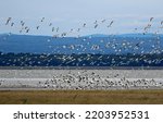 Migration of snow geese at cap...