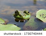 Two Big Eyes On This Green Frog