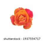 Orange roses blooming isolated...
