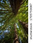  Redwood forest in Hamurana Springs, Rotorua New Zealand.