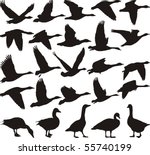 silhouette geese  black and... | Shutterstock .eps vector #55740199