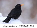 Male Blackbird In Winter....
