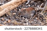 Common vole. a small mouse at...