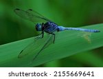 Beautiful Blue Dragonfly On A...