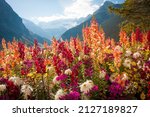 Tall colorful wild flowers in...