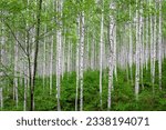 Cool birch forest in midsummer