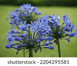 Blue flowers are called Agapanthus. The flowers are a bouquet of dozens of flowers like umbrella spokes. 