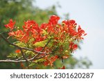 Small photo of Orange flower, Barbados Pride, Dwarf poinciana, Flower fence, Paradise Flower, Peacock’s crest, Pride of Barbados, Barbados Pride flowers.