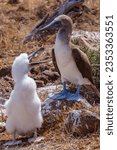Small photo of The blue-footed booby (Sula nebouxii) with a baby chick hatchling in their nest in North Seymour Island, Galapagos Islands, Ecuador