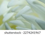 White chrysanthemum petals close up. The photo is blurry, out of focus. Floral background, splash screen, postcard. High quality photo