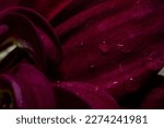 Petals of burgundy chrysanthemum close-up. The photo is blurry, out of focus. Floral background, splash screen, postcard. High quality photo
