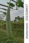 Small photo of In the land of ridge gourd, large-scale ridge gourd has been caught. A large ridge gourd is caught in a ridge gourd tree.
