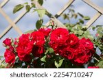 Red Roses In Garden On Sunny...