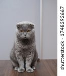 Grey Scottish Sad Cat. Sitting...