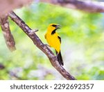 A yellow oriole perched on a...