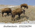 A herd of 1300 bison roam Custer State Park in the Black Hills of South Dakota in the southwestern corner of the state. Here one keeps watch while the others graze.