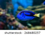 Royal Blue Regal Tang Fish...
