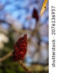 Stag Horn Sumac  Rhus Typhina . ...