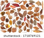 Big Collection Of Dry Leaves...
