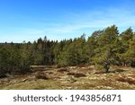 A Common Scandinavian Forest...