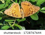 Hackberry Emperor Butterfly ...