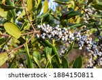 Small photo of The Wax Myrtle or Bayberry (Myrica cerifera) is an evergreen shrub native to moist areas in coastal United States from New Jersey to Florida to Texas. Its berries are a food source for birds.