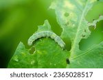 Closeup of a green caterpillar...