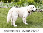  golden retriever stands on the lawn near the flower bed.