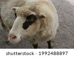 White sheep with black eyes