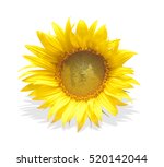 flowers isolated on white... | Shutterstock . vector #520142044