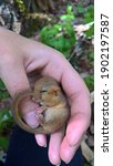 Small photo of Common dormouse sleeping in researcher hand. Small cute rodents in forest.