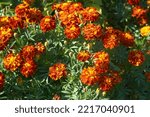Small photo of French marigold full flowering at Home in Autum, is a species of flowering plant in the family Asteraceae, native to Mexico and Guatemala.