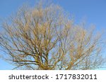 Small photo of old beeg tree and blue sprig sky