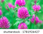 Fresh pink Clover in green spring fields. Beauty Trifolium pratense red flowers grows on summer pasture, sun light day