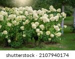 Shrub With White Flowers Of...