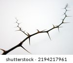          Thorns of brown trees on a white background. A set of thorns on a white background.                      