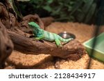 An iguana in a terrarium has climbed onto a perch and is lying