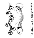 human skeleton side view... | Shutterstock . vector #1875828757