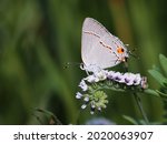 Gray Hairstreak Butterfly...